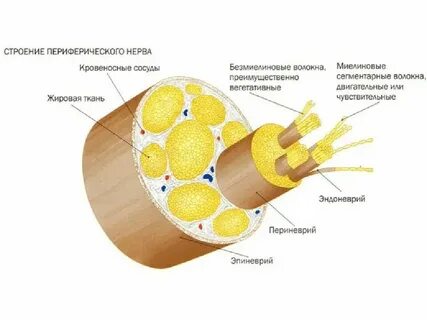 Периферические ткани это
