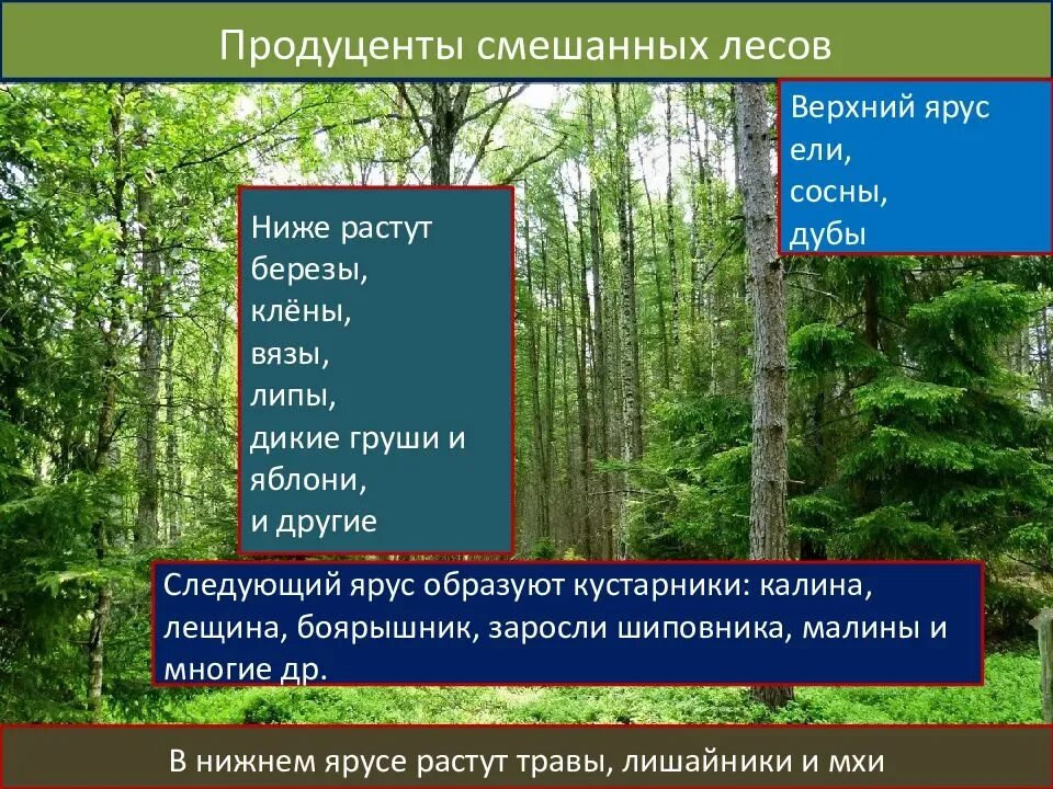 Как называется нижний ярус платформы. Как называется нижний ярус платформы