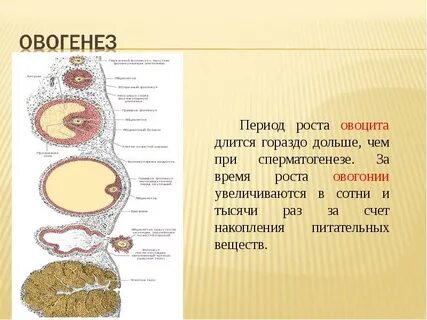 Накопление питательных веществ яйцеклетки