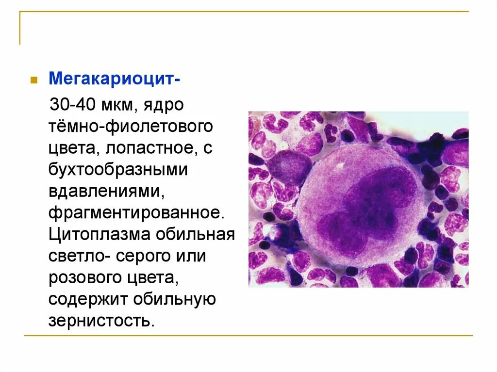 Мегакариоцит цитоплазма. Костный мозг в норме гистология. мегакариоцит микроскопия. мегакариобласт морфология. мегакариоциты в костном мозге функции.