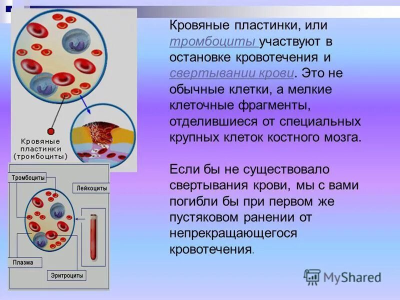 Лейкоцит участвующий в свертывании крови