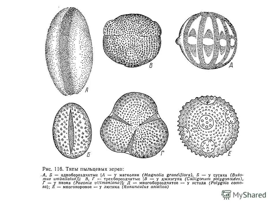 пыльца тюльпана под микроскопом. пыльцевое зерно цветковых растений. зерна пыльцы. пыльцевые зерна растений атлас. пыльцевое зерно микроскоп.