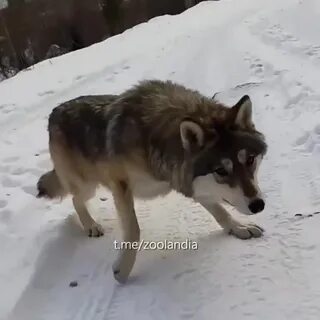 Кормить волка с руки