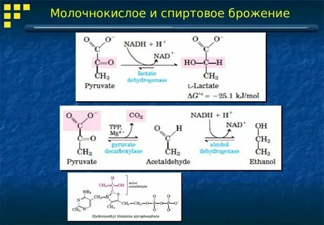 Брожение углеводов