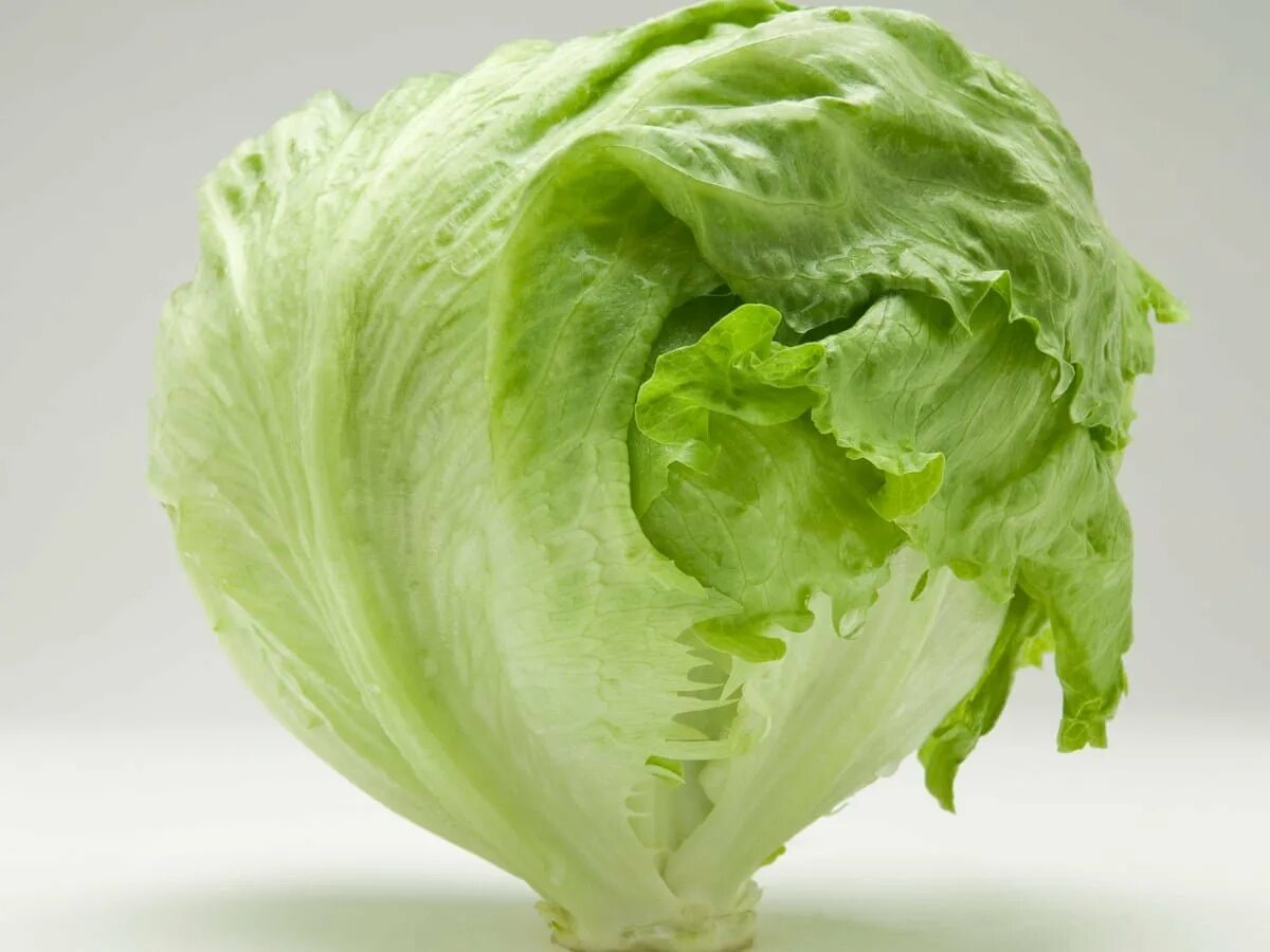 Салатная капуста Айсберг. Салат кочанный Айсберг. Iceberg lettuce капуста. Салат латук Айсберг. Выращивание салата айсберг в открытом