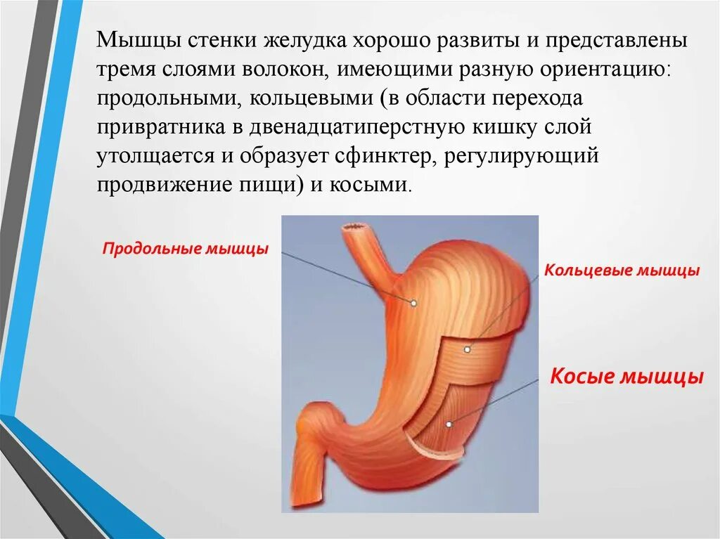 Имеет толстую мышечную стенку