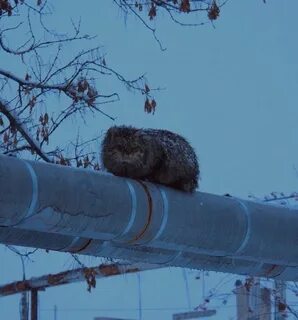 Котики греют