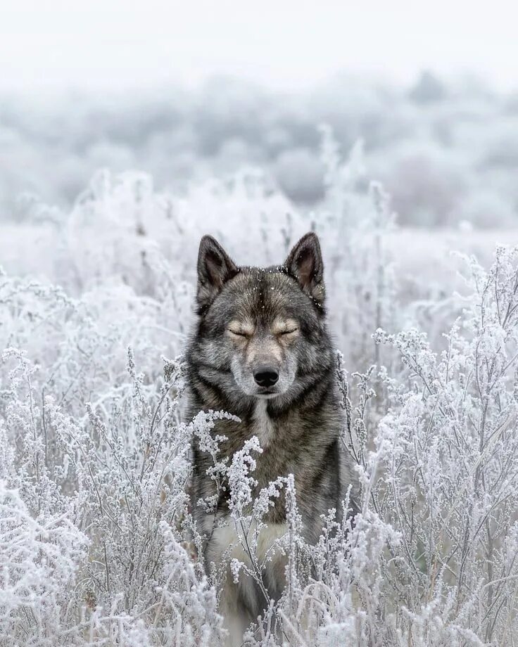Pin by Elena Rodina on В мире животных Wolf spirit animal, Wolf dog, Wolf pictur