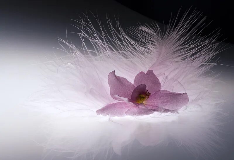 анастасия недялкова. приятная мягкость. недялкова анастасия сергеевна. женственная девушка. подушка "пух".