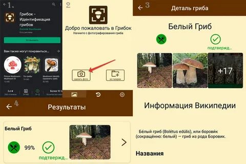 Приложение распознающее грибы