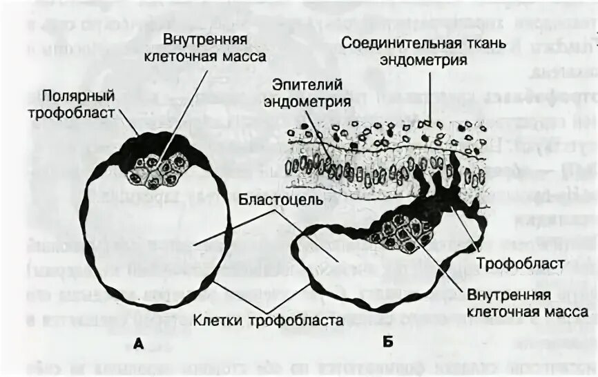 Клеточный трофобласт. Наружный слой трофобласта плаценты. Трофобласт у зародыша. Трофобласт и хорион. Клетки трофобласта.