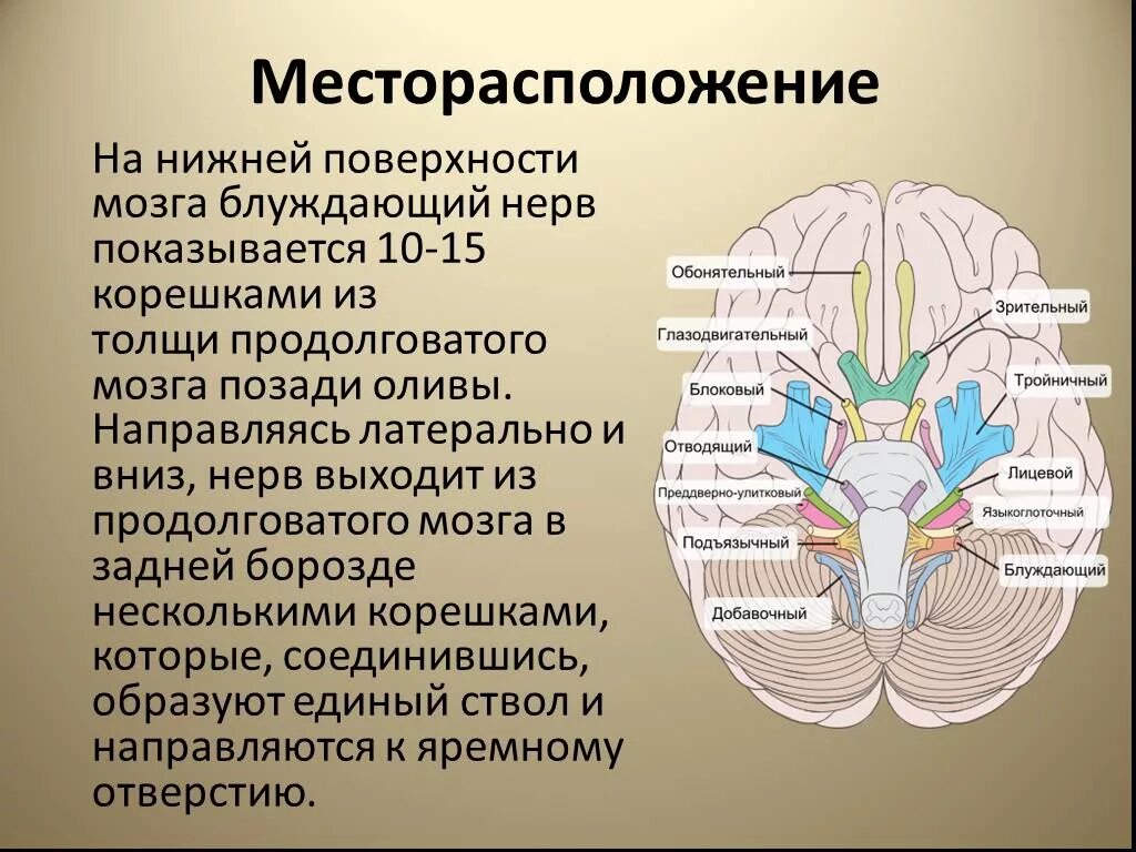 Блуждающий нерв. Блуждающий нерв выходит из мозга. Место выхода блуждающего нерва из мозга. Место выхода блуждающего нерва.