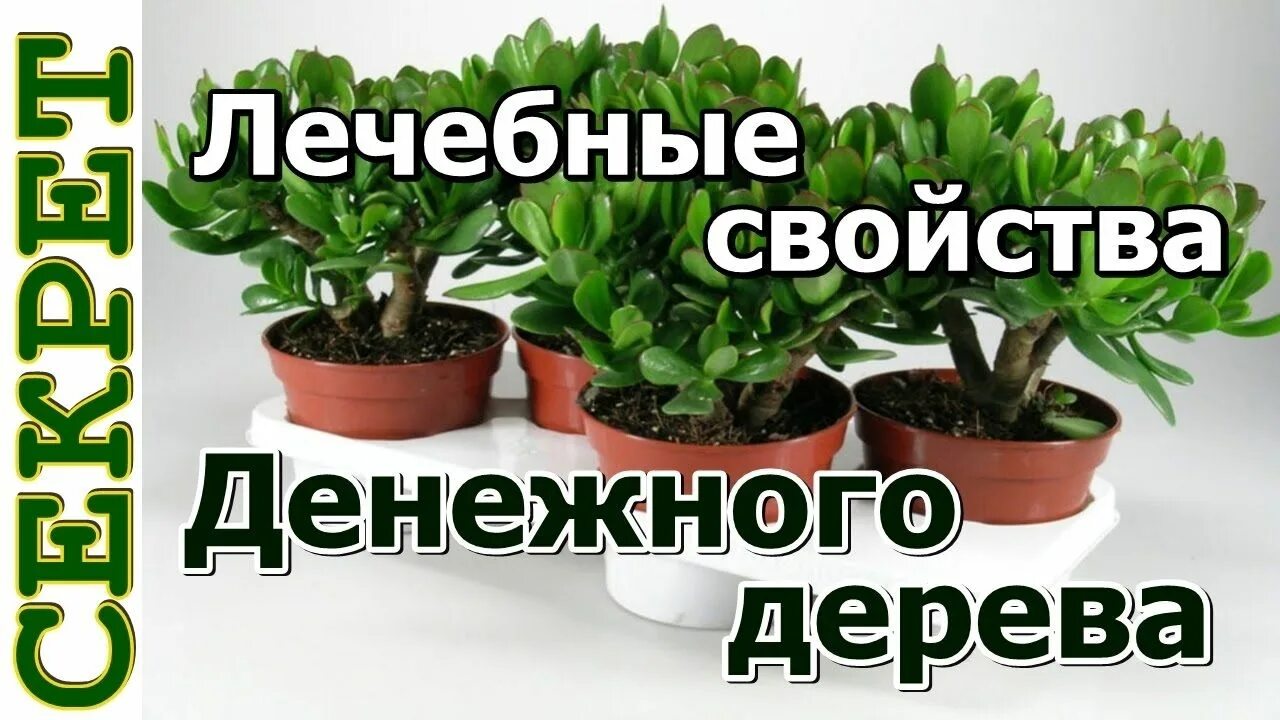 Толстянка или денежное дерево. Денежное дерево комнатное лечебные свойства. Денежное дерево лечебные свойства. Денежного дерева лечебное. Лечебные свойства денежного дерева