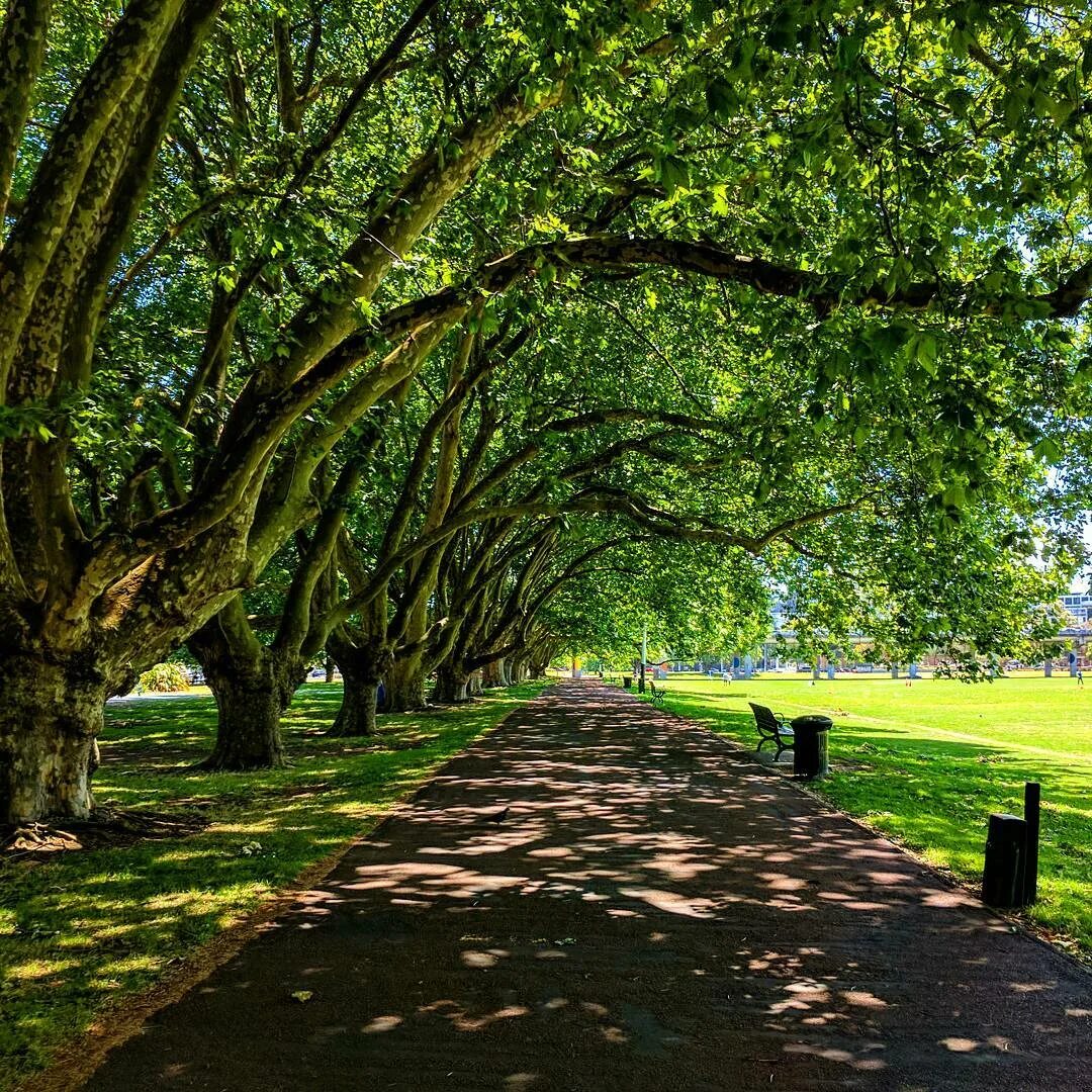 There are many trees in the park. There are many trees in the park