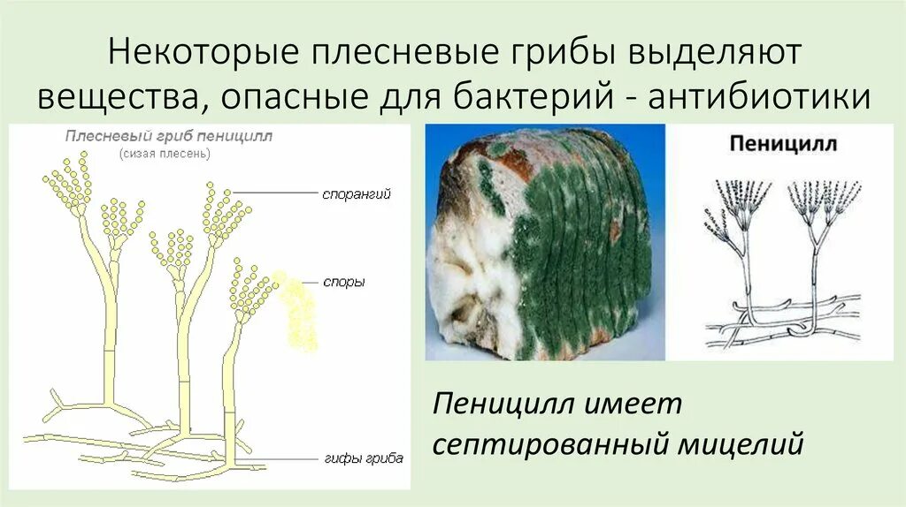 Плесневые грибы и антибиотики. Плесневелый гриб пеницилл. Плесневелый гриб пеницилл и бактерии. Плесневые грибы антибиотики. Гриб пеницилл антибиотик.