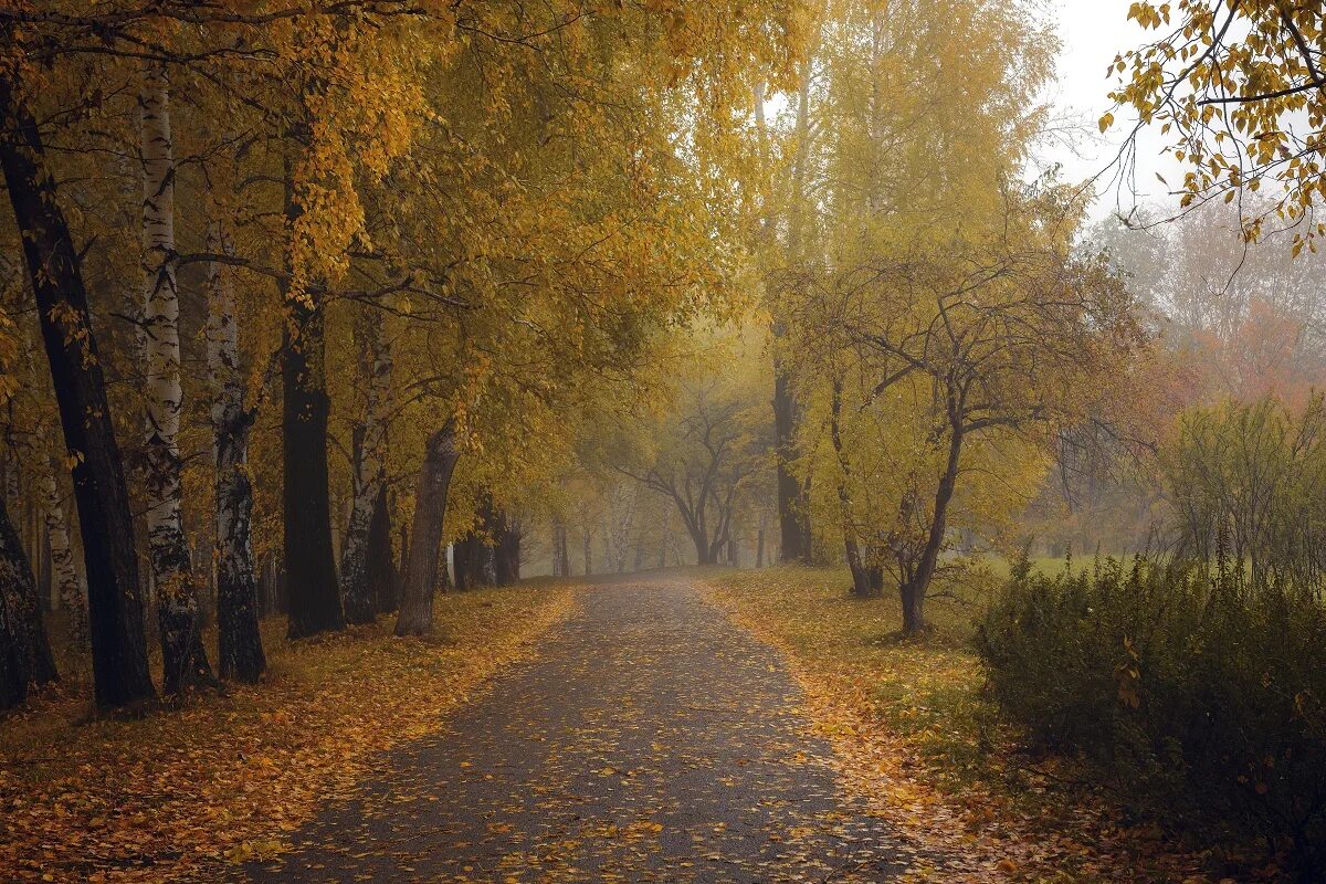 Утро осени картинки. Осеннее утро. Раннее осеннее утро. Утро осенью. Утро ранней осенью.