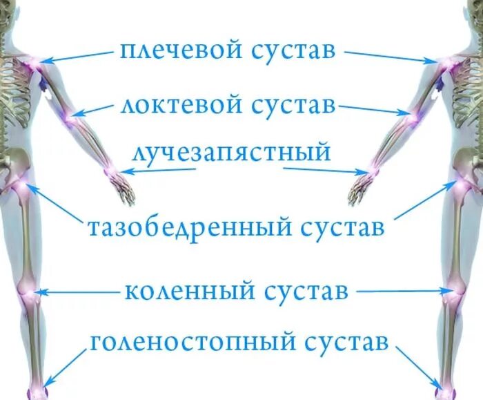 Какие есть суставы. Название суставов человека. Суставы скелета человека. Основные суставы человека анатомия. Крупные суставы скелета человека.