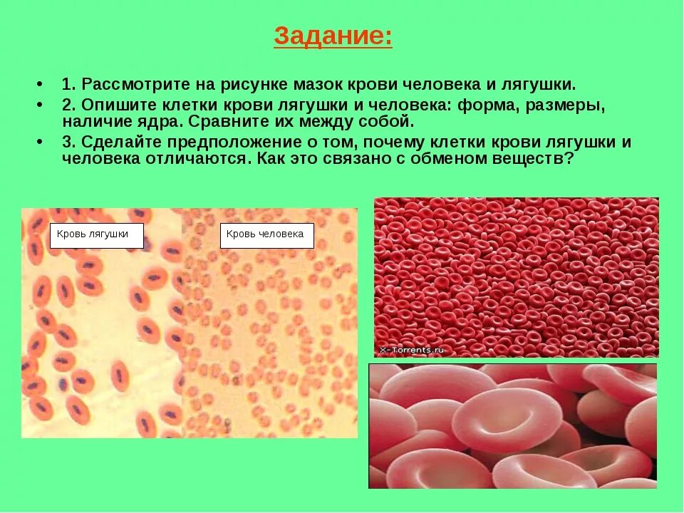Эритроциты человека. Клетки крови человека и лягушки. Строение животной клетки крови лягушки. Кровь лягушки и человека. Кровяные клетки лягушки и человека.