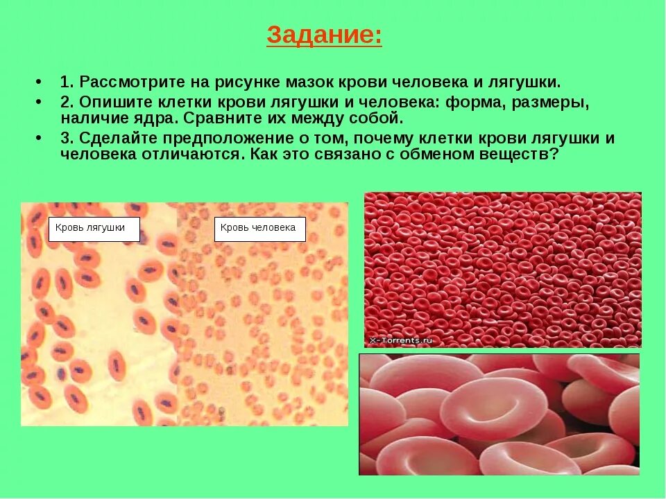 Наличие ядра человека. Эритроциты человека под микроскопом. Лейкоциты крови человека под микроскопом. Клетка эритроцита лягушки. Кровь человека под микроскопом эритроциты и лейкоциты.