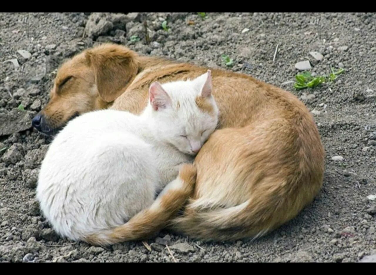 Живущие вместе видео. Бездомные животные. Бездомные кошки и собаки. Собака и кошка вместе. Уличные кошки и собаки.
