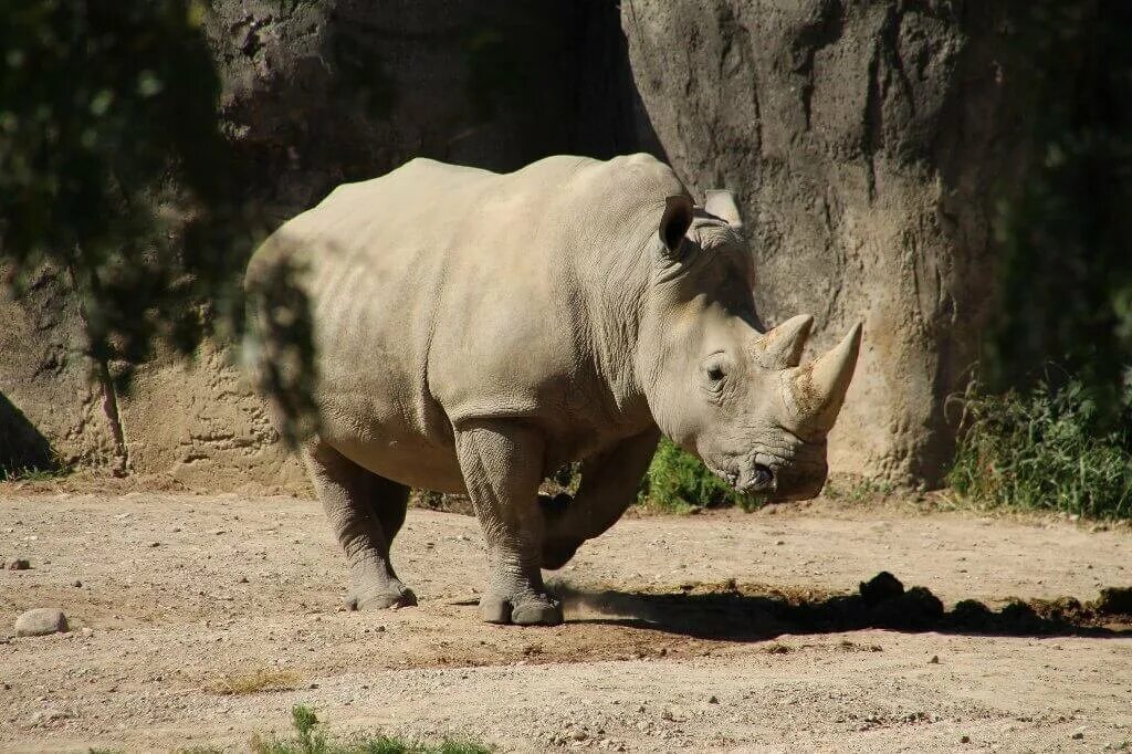 носорог и белый носорог. белый носорог. носорог. носорог смешной. яванский носорог.