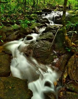 Forest species