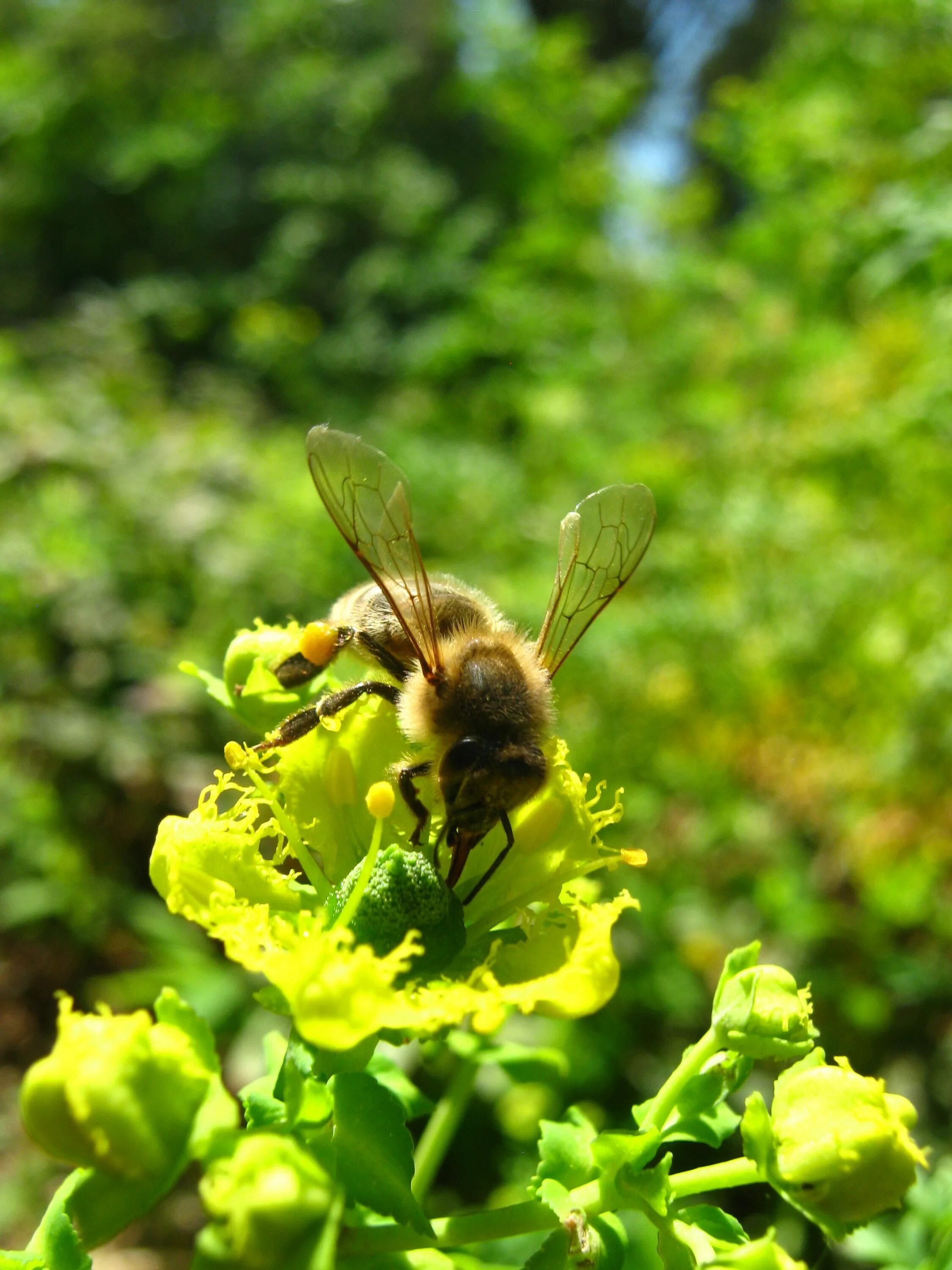 Апи пчела. Пчела АПИС Меллифера. Гребенников шмели опылители клевера. Абхазианка пчела. Пчелы опыляют растения.