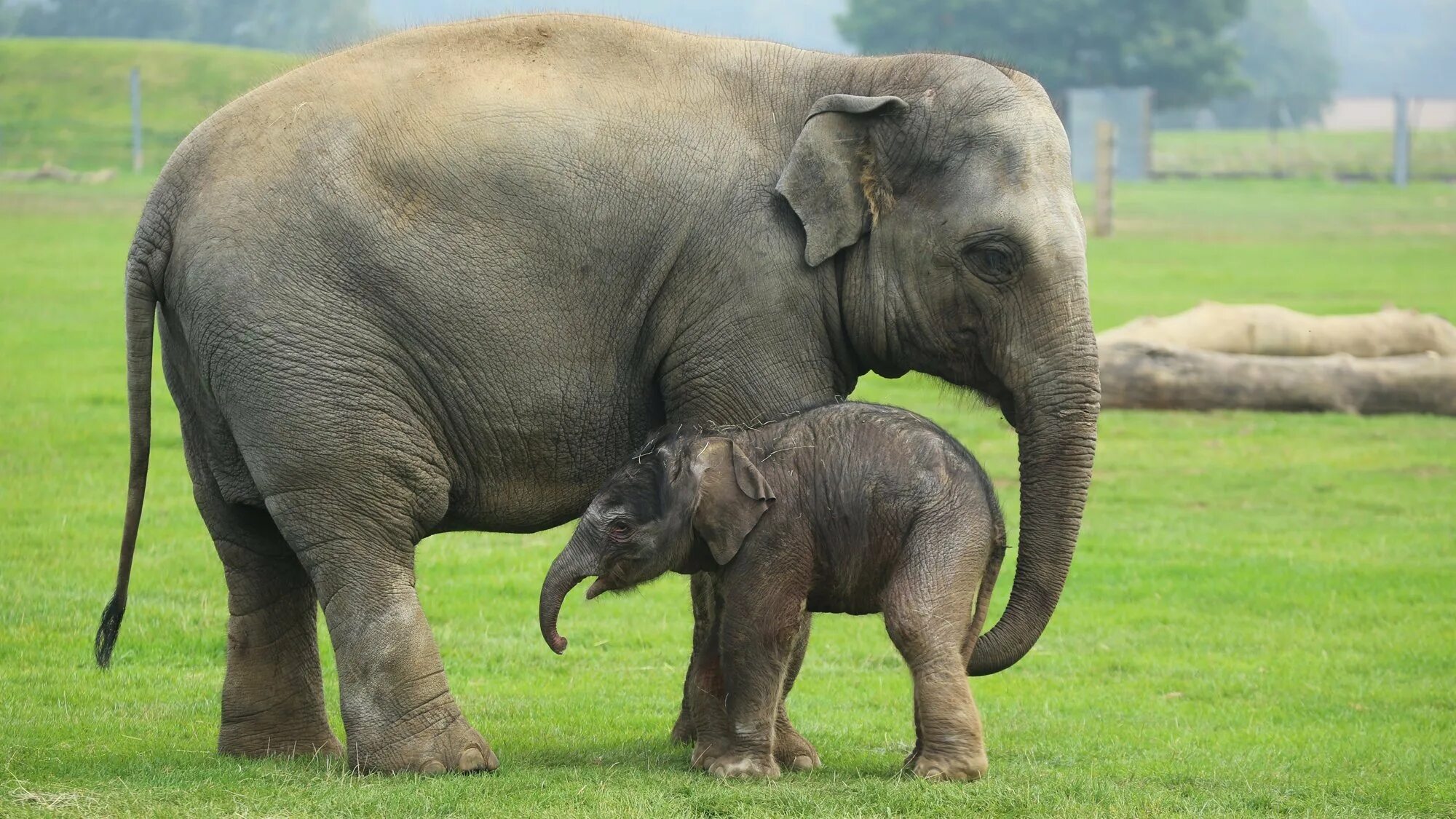 Sister elephant. Азиатский слон. Азиатский индийский слон. Индийский Слоненок. Индийский слон со слоненком.