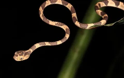 Snake like