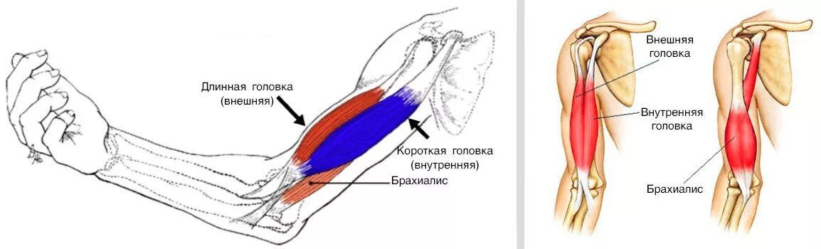 К чему крепится бицепс. Длинная и короткая головка двуглавой мышцы. Строение сухожилия трицепса. Длинная головка двуглавой мышцы плеча. Строение руки бицепс трицепс.