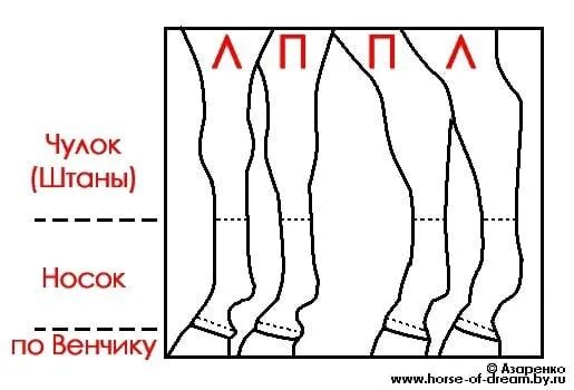Названия чулков. Отметины у лошадей на ногах с названиями. отметины у лошадей. отметины на ногах лошади описание.