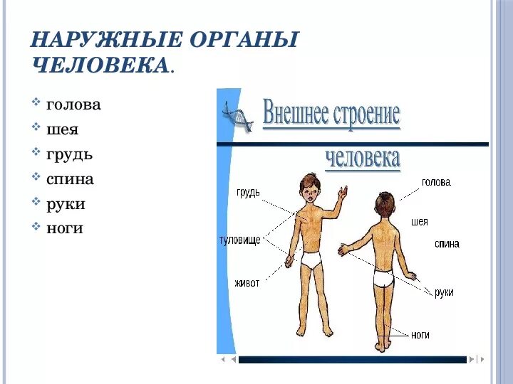 Наружные органы человека. Нараружние органы человека. Части тела и наружные органы. Внешние и внутренние органы человека. Строение человека 2 класс окружающий мир презентация