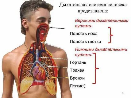 Органы дыхания в голове