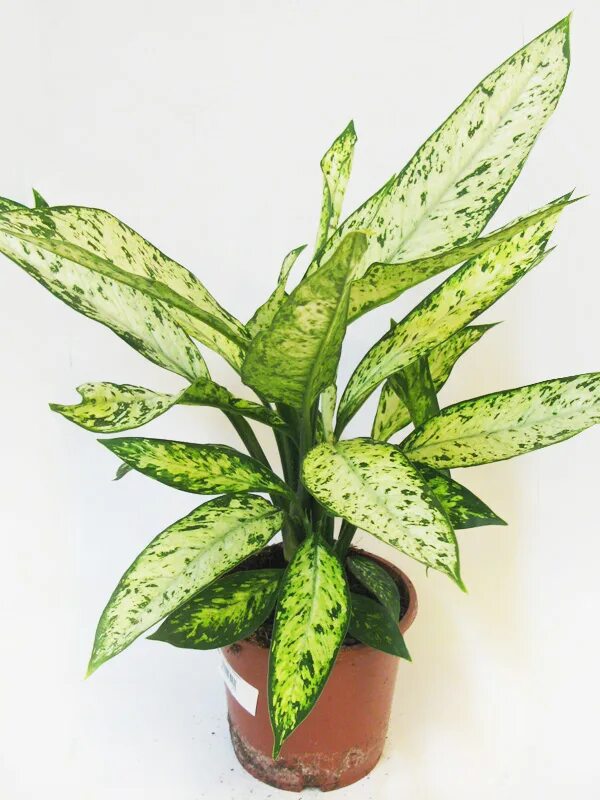 Диффенбахия везувий. Диффенбахия (dieffenbachia) vesuvius. везувий цветок диффенбахия. диффенбахия сорт &#039;vesuvius&#039; везувий.