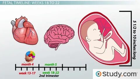 The second week