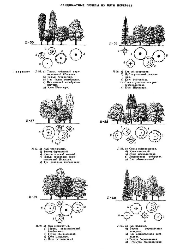 Схема древесно кустарниковых насаждений. Древесно кустарниковая группа схема. Древесно-кустарниковые композиции схемы. Схема посадки древесно-кустарниковых. 5 группа деревьев