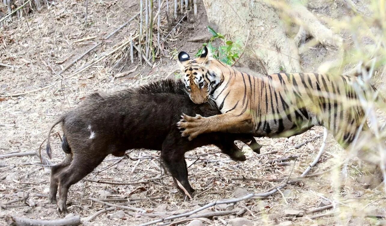Амурский тигр против секача. Суматранский тигр охотится. Амурский тигр охотится на кабана. Хищники нападение