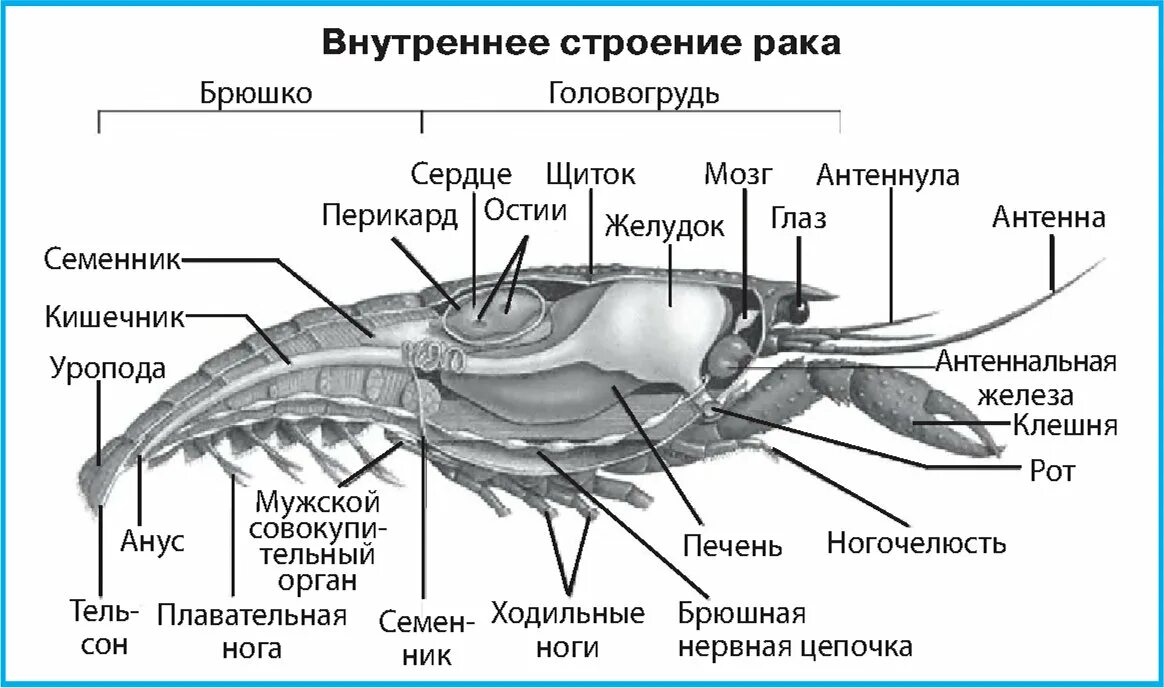 Внутреннее строение змеи. Репродуктивная система змей схема. Пищеварительная система змеи схема. Дыхательная система змеи. Змея строение органов.