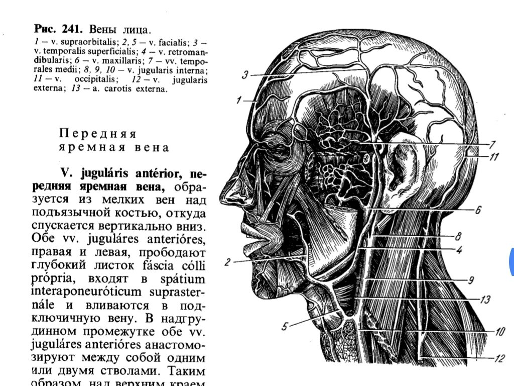 Вена головы и шеи. Анастомотическая вена лица. схема вен головы и шеи.