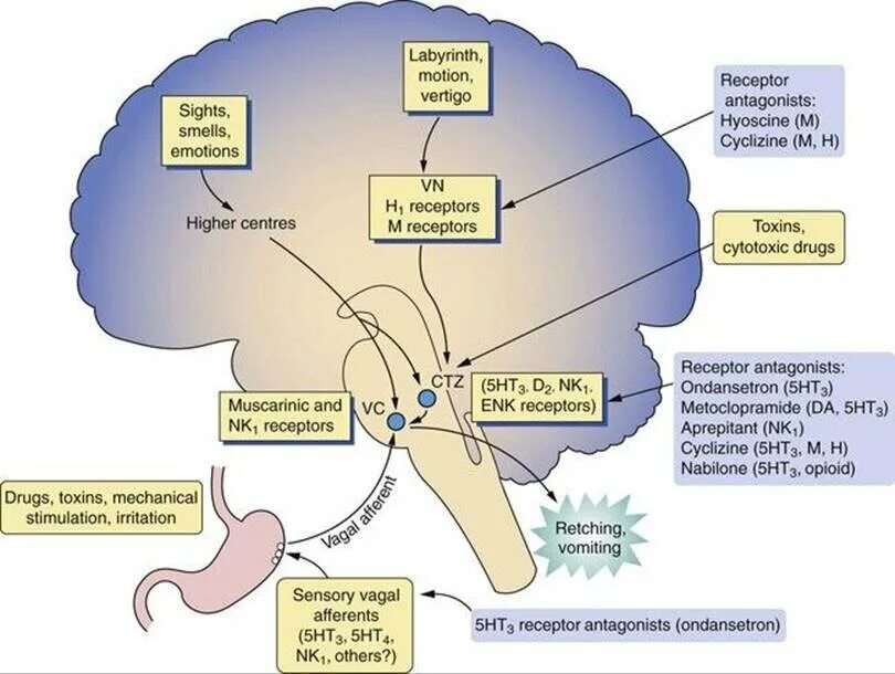 Механизм развития рвоты. Патогенез тошноты. Патогенез рвоты. Патогенез тошноты и рвоты.