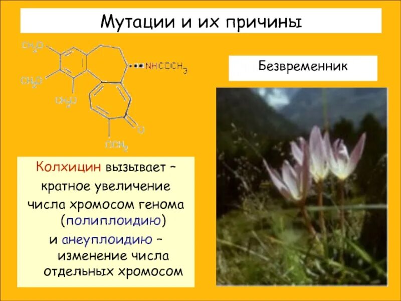Полиплоидия вызывается. Колхицин полиплоидия. колхицин для растений. колхицин это в биологии. колхицин и деление клеток.