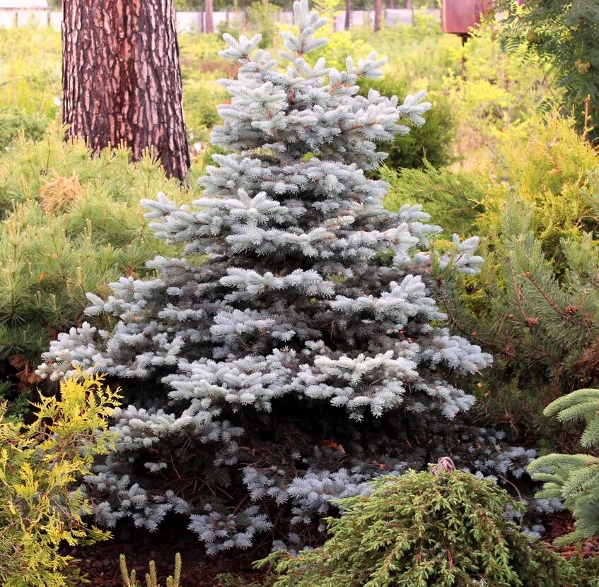 Пицея пунгенс Глаука Глобоза. Picea pungens 'glauca globosa'. Glauca globosa. Ель glauca globosa. Ель колючая глобоза