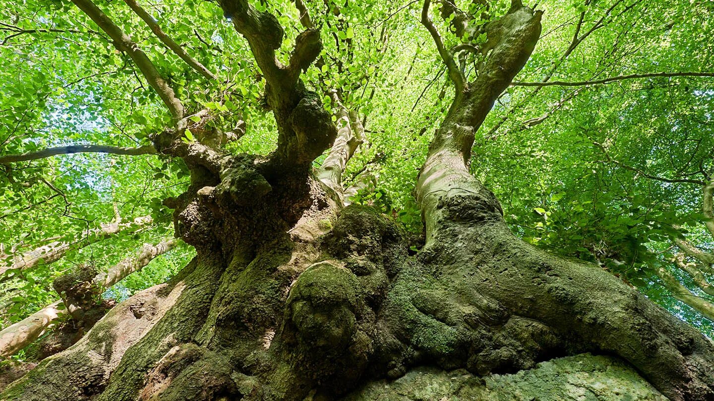 Ancient tree