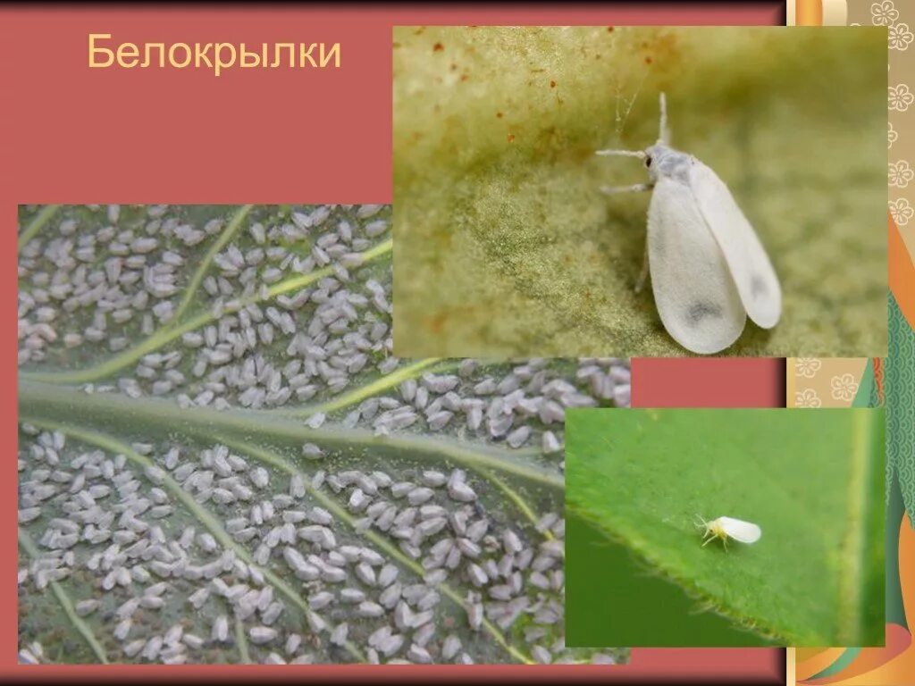 Равнокрылые представители тип развития. Равнокрылые белокрылки. белокрылка отряд. равнокрылые насекомые представители. равнокрылые насекомые белокрылки.