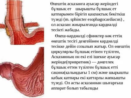 Асқазанға блять