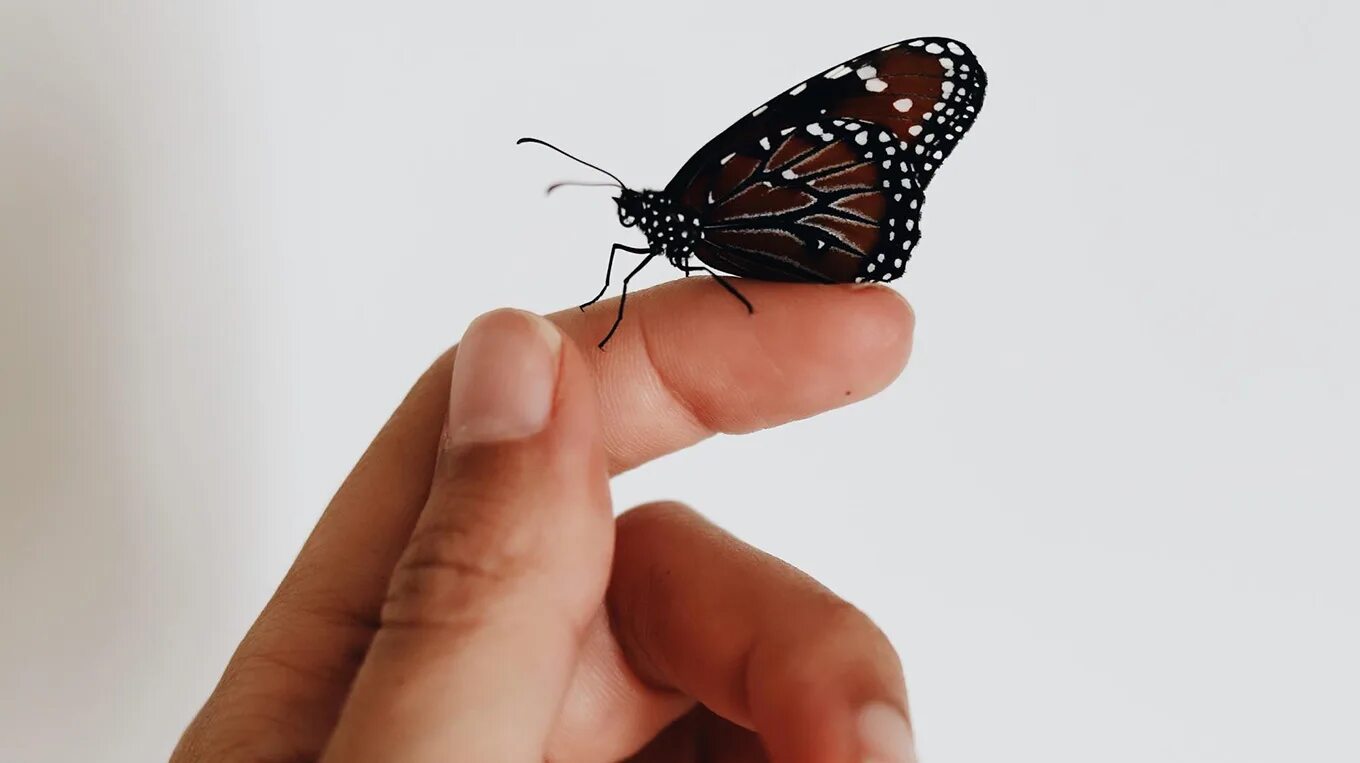 Эффект крыльев бабочки лоренц. Эффект бабочки эстетика. Эффект бабочки лоренц. Эффект бабочки теория. Эффект бабочки фильм.