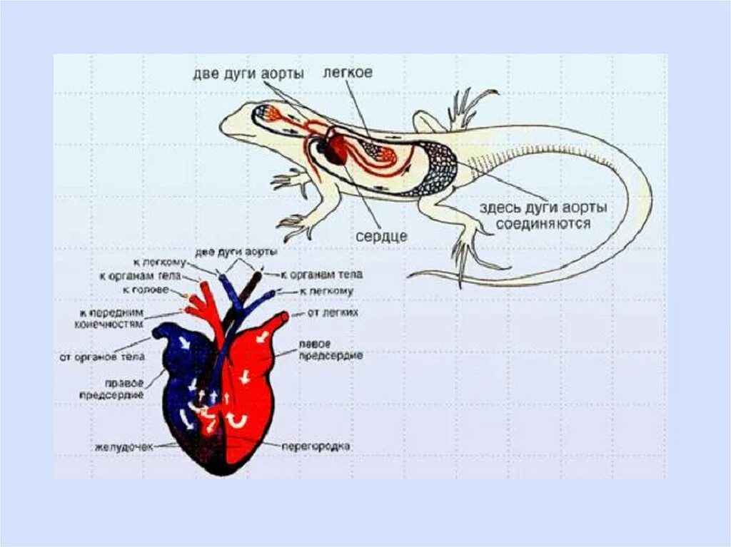 У ящерицы трехкамерное сердце. Обыкновенный Тритон строение сердца. Схема строения кровеносной системы пресмыкающихся. Круги кровообращения рептилий схема. Рептилии сердце круги кровообращения.
