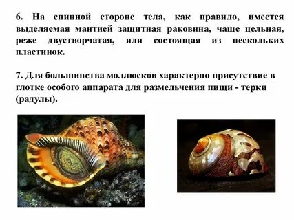 Для типа моллюски характерно