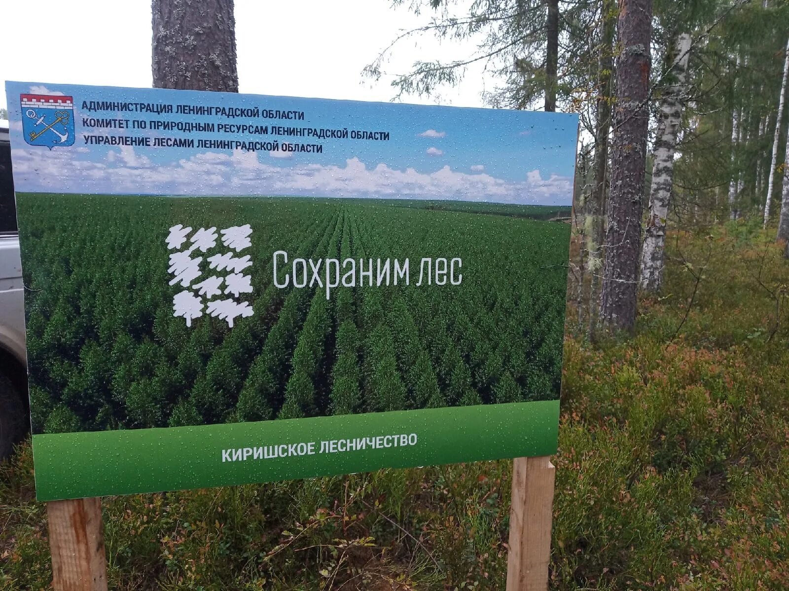 акция сохраним лес логотип. акция сохраним лес логотип. сохранение леса. акция сохраним лес. экологическая акция сохраним лес.