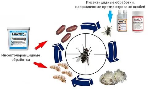 Чем обработать собаку от мух